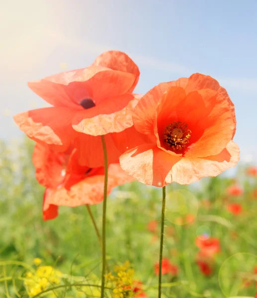 Campo di papaveri in sole di raggi — Foto Stock