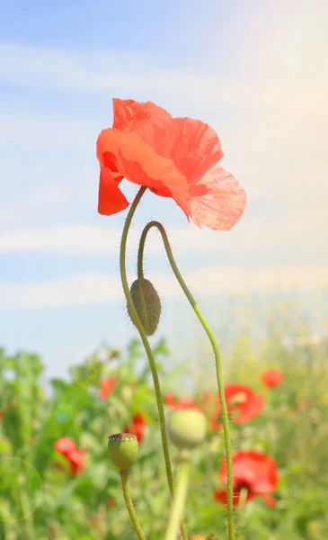 Campo papaveri — Foto Stock