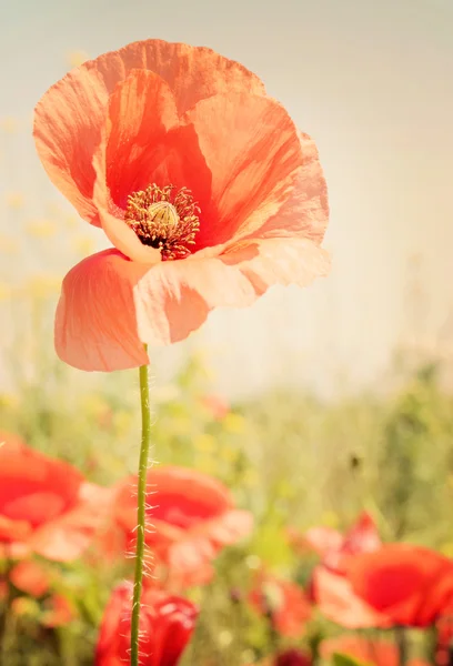 Campo de amapolas en rayos sol — Foto de Stock