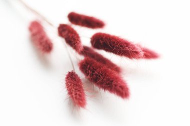 Tavşancık çimenleri klasik tarzda takip ediyor.