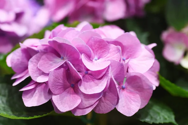 Hydrangea Arborescens Violet Macro — Stock Photo, Image