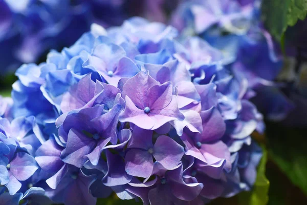 Hydrangea Arborescens Fioletowe Makro — Zdjęcie stockowe