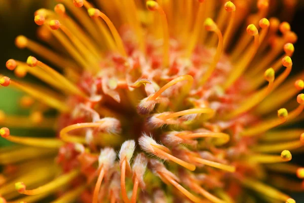 Beautiful Orange Flower Garden Close — Stock Photo, Image