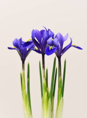 Mor bahar çiçeklerinin yakın görüntüsü, yaz konsepti