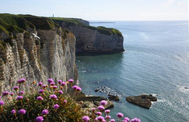 Bir sürü çiçekli güzel bir taş manzarası. Yaz arkaplanı. Etretat 'taki plaj ve kayalıklar.