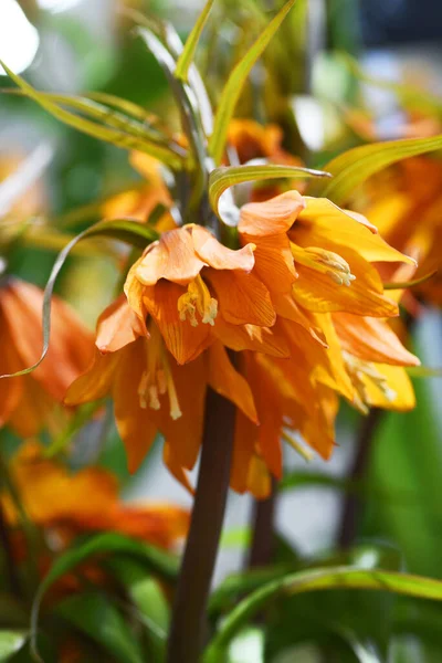 Vackra Orange Blommor Sommarträdgården — Stockfoto