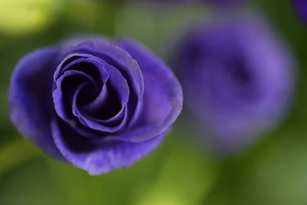 Aproape Vedere Flori Primăvară Violet Conceptul Vară — Fotografie, imagine de stoc