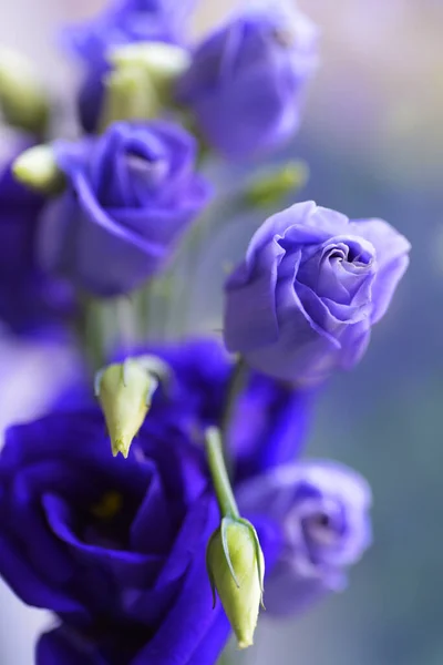 Close View Purple Spring Flowers Summer Concept — Foto de Stock