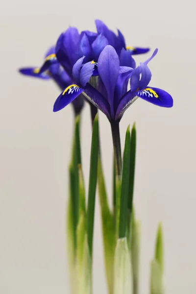 Bellissimo Bouquet Iris Sullo Sfondo Bianco — Foto Stock