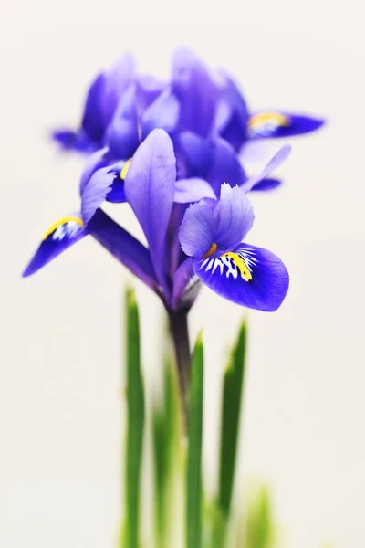 Close View Purple Spring Flowers Summer Concept — Stock Photo, Image