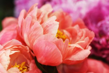 Parlak çiçekleri kapat.