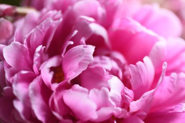 Muhteşem şakayık çiçeği, kapat manzarayı 