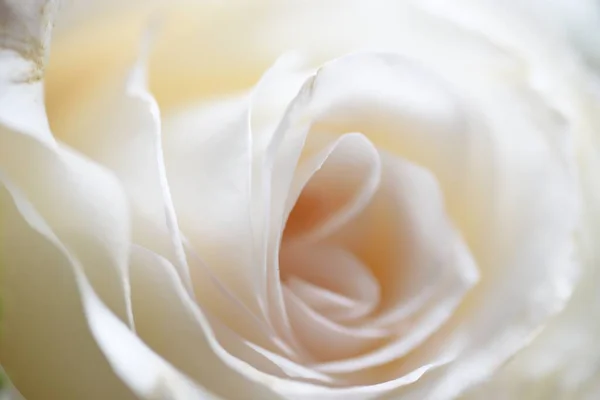 Close Widok Biały Kwiat Róży Koncepcja Latem — Zdjęcie stockowe