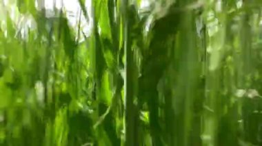 çim alanda çalışan