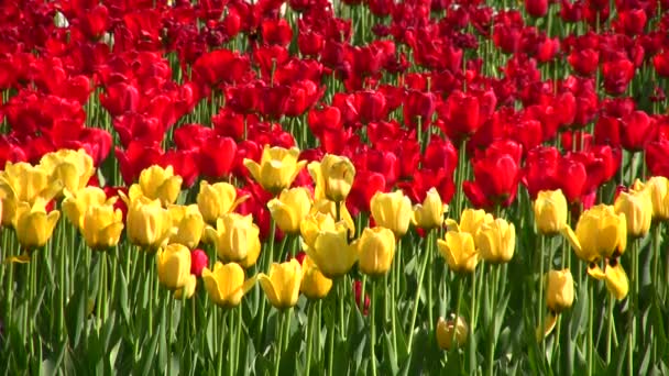 Tulipán květ pole — Stock video