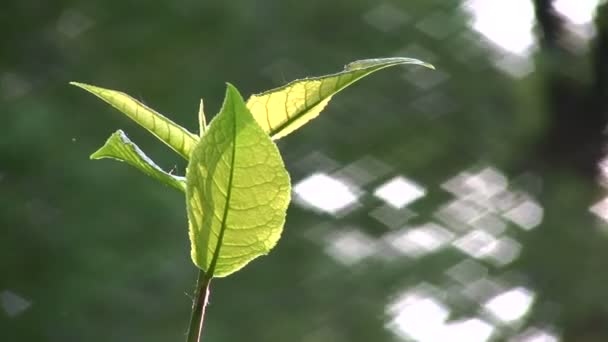 Leaf wind — Stock Video