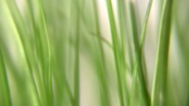 Обертовий трави — стокове відео