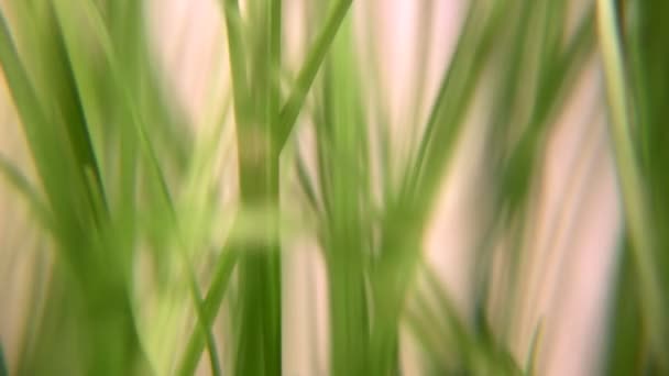 Обертовий трава 3 — стокове відео