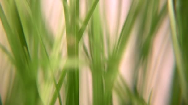 Herbe tournante 3 