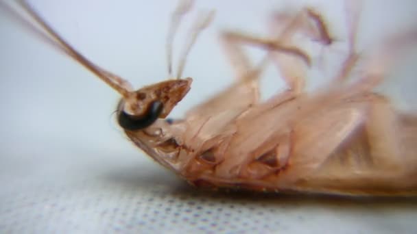 蟑螂(蟑螂) — 图库视频影像