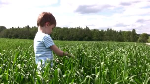 Criança no campo de grama — Vídeo de Stock