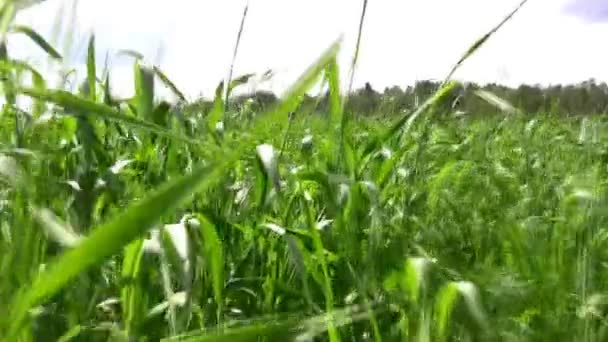 Marcher dans le champ d'herbe 