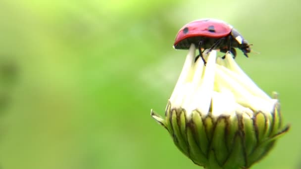 Lady Bug. — Vídeos de Stock