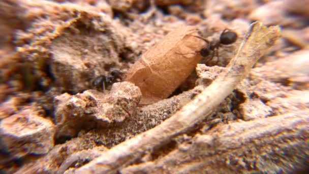 Hormigas — Vídeos de Stock
