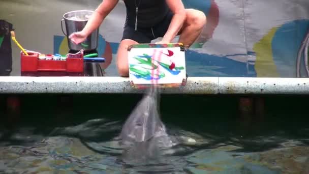 Tekenen van dolfijnen — Stockvideo