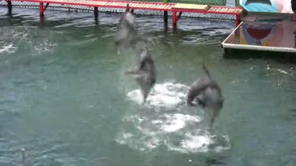 Delfines saltarines — Vídeo de stock