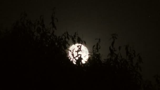 Moon behind trees time lapse — Stock Video