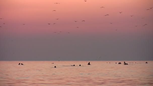 And birds silhouette on sunset sea — Stock Video