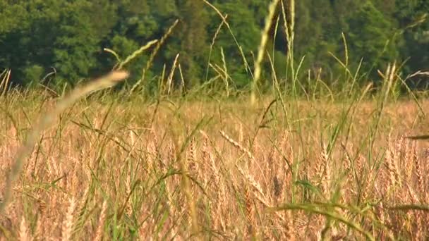 Campo de trigo — Vídeos de Stock