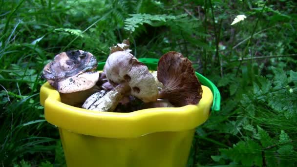 Cogumelos em balde — Vídeo de Stock