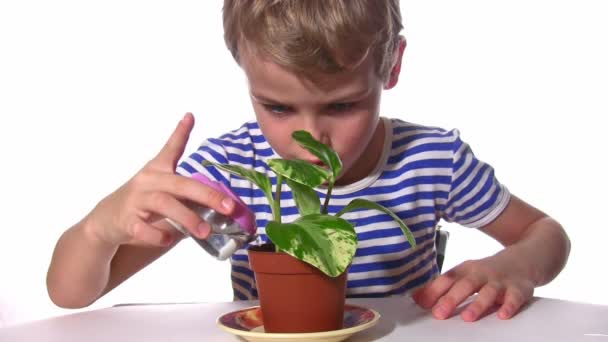 Kind gießt Pflanze — Stockvideo