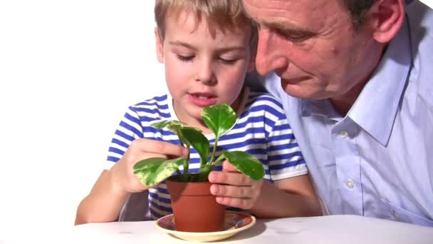 Niño y mayor con planta — Vídeo de stock