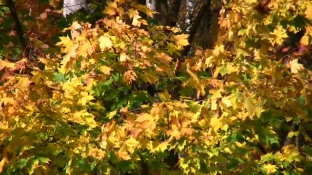 Foglie d'autunno — Video Stock