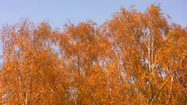 Herbstliche Blätter am Himmel — Stockvideo