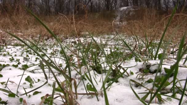 Gräs under snö. — Stockvideo
