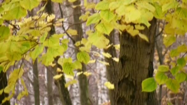 Aîné avec enfants dans le parc panoramique — Video