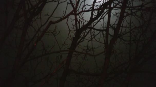 Lune dans le panoramique des branches — Video