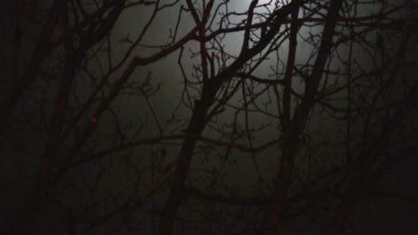 Lune dans le panoramique des branches 