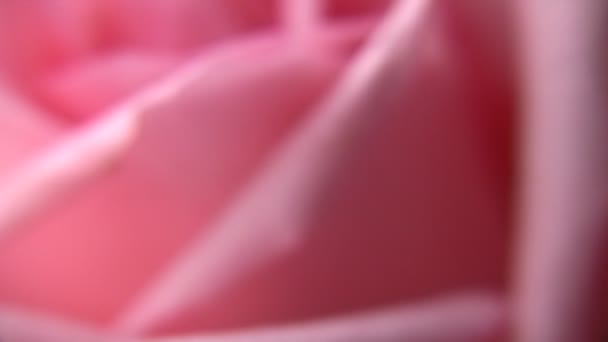 pétales de rose rose macro 