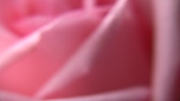 Petals of pink rose macro — Stock Video