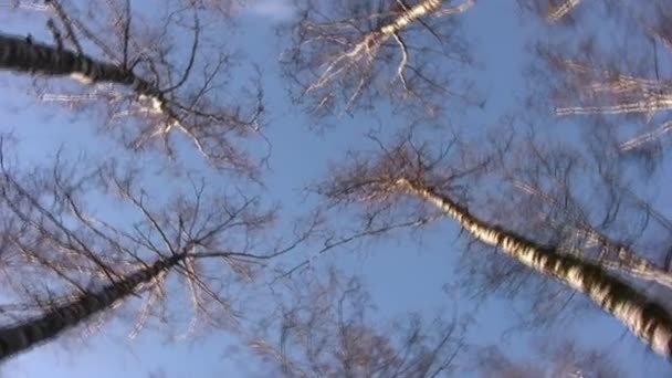 Tops de bétulas girando no céu azul — Vídeo de Stock