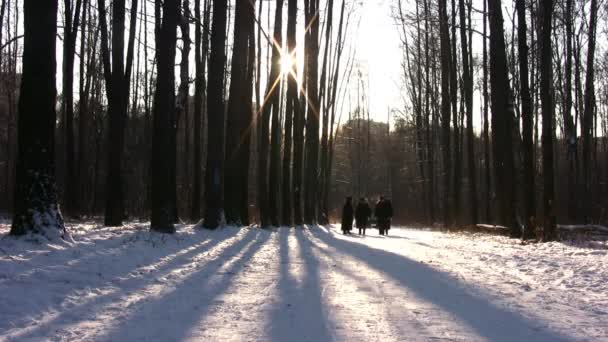 Idosos caminhando em madeira de inverno — Vídeo de Stock