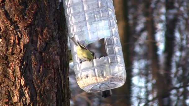 Tomtit na árvore perto da calha de alimentação — Vídeo de Stock