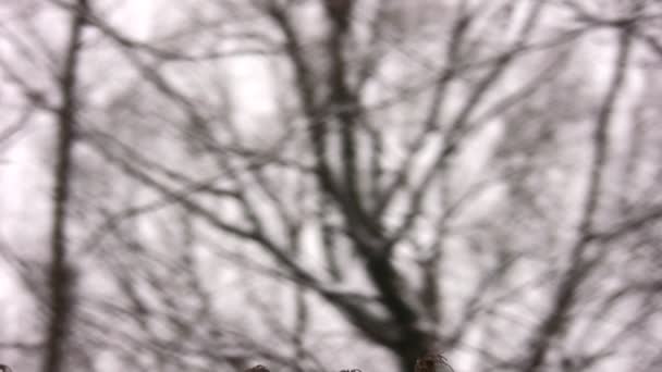 棍子和树枝冬季木材，平移 — 图库视频影像