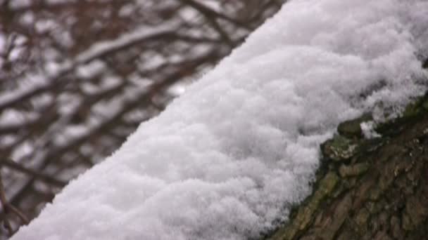 Arbre à tige recouvert de neige blanche, panoramique — Video