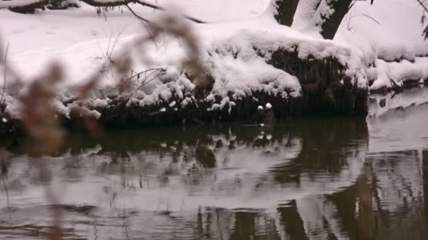 Reflection of snow-clad coast in water — Stock Video